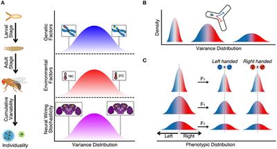 Behavior Individuality: A Focus on Drosophila melanogaster